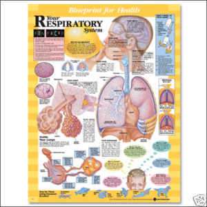 Kids Respiratory System Laminated Chart 20x26  