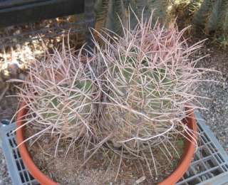 Echinocactus polycephalus Mojave Cotton Top Cactus 90  
