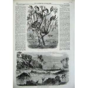   1856 Floods India People Birds Leopard Snake Trees Art
