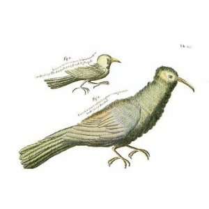  Jamaican Birds {H} By Sir Hans Sloane Highest Quality Art 