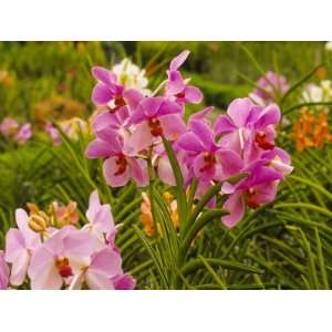 Pink Orchids, Lake Gardens Park, Kuala Lumpur, Malaysia Photographic 