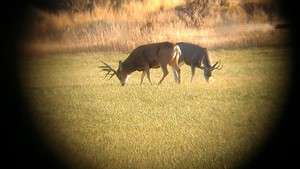 Guided Mule Deer Hunts in Cody, Wyoming for the 2012 season  