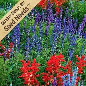  150 Seeds, Sage Glory Mixture (Salvia coccinea 