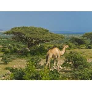 com Camel on the Outskirts of Djibouti, Republic of Djibouti, Africa 