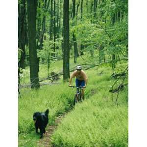  Mountain Biker and Dog on Single Track Trail Through Ferns 