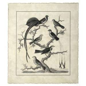  Vintage Birds on a Branch I by Sydenham Edwards. Size 14 