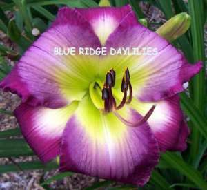 CLAUDINES CHARM   DF   B2F   Sellers 2002   DAYLILY  