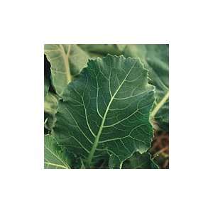  Vates Champion Collards Patio, Lawn & Garden