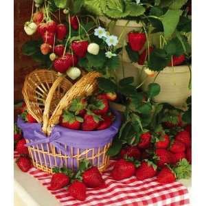  Sweet Titan Strawberries By Collections Etc Patio, Lawn & Garden