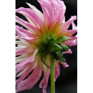   Print; Pink and White Dahlia   Rear View 