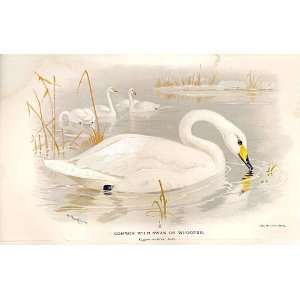   Common Wild Swan Or Whooper By Thorburn Birds 1855 97