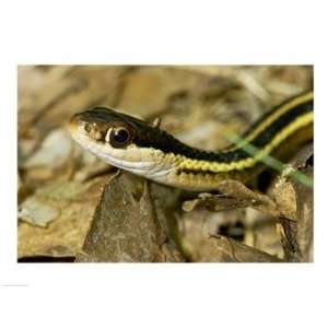  Liebermans SAL1463592 Common Garter Snake 24.00 x 18.00 