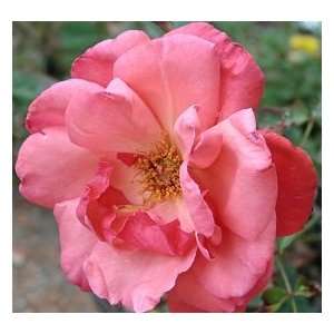  Galway Bay Rose Seeds Packet Patio, Lawn & Garden