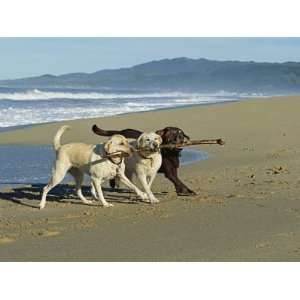  Three Labrador Retrievers on One Stick at Beach Stretched 