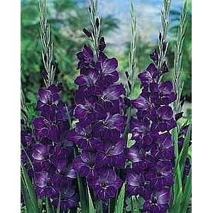  Violetta Butterfly Gladiolus 10 Bulbs  Ship begins 1/07 