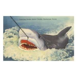  Catching a Shark, Marineland, Florida Premium Poster Print 