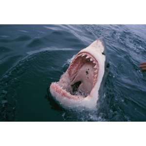  National Geographic, Shark Flashing its Teeth, 20 x 30 