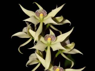 Encyclia fragrans Fragrant Species Orchid Plant  