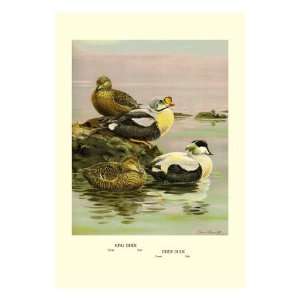  Eider and King Eider Ducks by Allan Brooks, 18x24