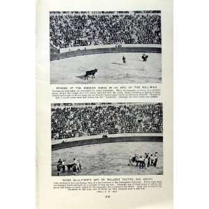   c1920 BULL FIGHT PORTUGAL AGRICULTURE ALEMTEJO CATTLE