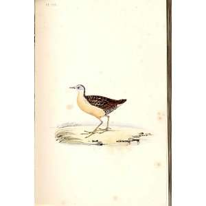  Olivaceous Crake Meyer H/C Birds 1842 50