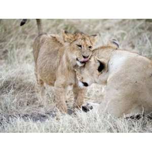  Lion Cub Playing with its Mother in a Forest, Ngorongoro Crater 
