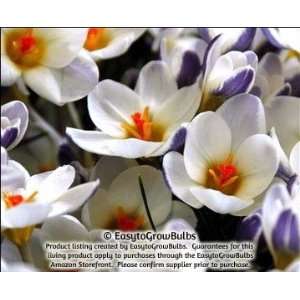  Crocus chrysanthus Prins Clause   25 bulbs   5+ cm Patio 