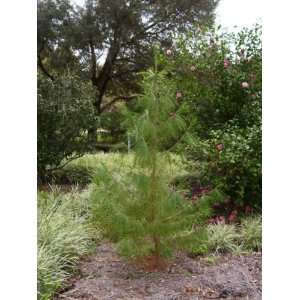 30 MEXICAN WEEPING PINE TREE Pinetree Evergreen (Mexican 