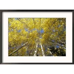 Fall Colored Aspen Trees, Stevens Pass, Washington, USA Collections 