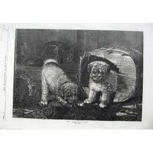  1870 Fine Art Cute Puppies Playing Cloth Box Dogs Cat 