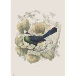  Hermann Schlegel, the Turacos 04 Musophaga Porphureolopha 