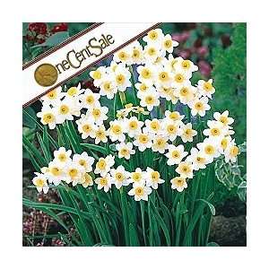  Minnow Daffodil