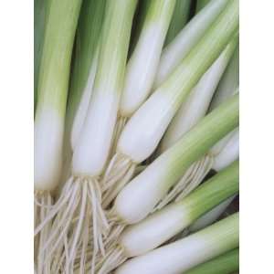  Scallions, Evergreen Hardy White Variety Photographic 