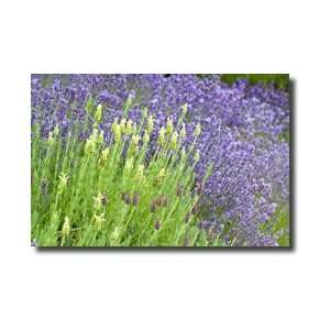  Flowing Lavender I Giclee Print