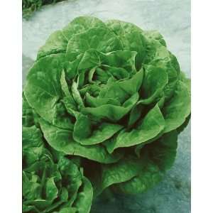 Green Romaine Lettuce Seeds   Lactuca Sativa   0.5 Grams   Approx 600 
