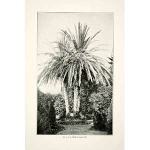 1908 Print Palermo Sicily Italy Garden Palm Trees Botanical Floral 