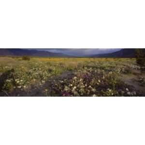 Wildflowers in a Landscape, Anza Borrego Desert State Park 