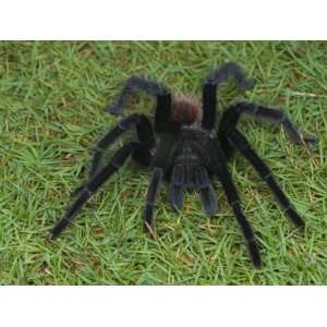  Red Rumped Tarantula (Brachypelma Vagans), Panama, Central 