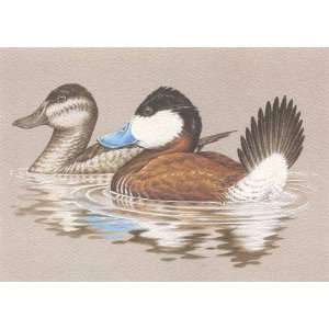  John Wilson   Ruddy Ducks 1981 Federal Duck Stamp Print 