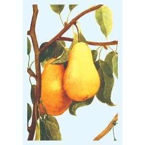  Vintage Art Bartlett Pears   08628 9