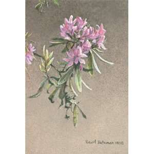  Robert Bateman   Rhododendron Study