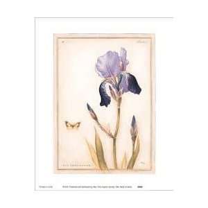  Purple Iris with Beard II by Meg Page. size 16 inches 
