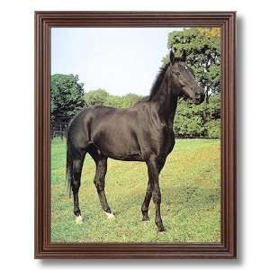  Western Rodeo Cowboy Stallion Horse Animal Picture Framed 