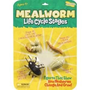  MEALWORM LIFE CYCLE STAGES Toys & Games
