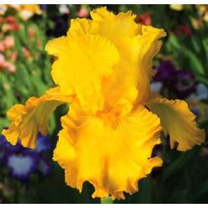  Bearded Iris Throb Patio, Lawn & Garden