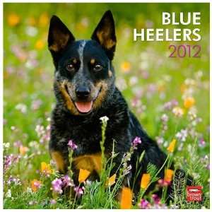  Blue Heelers 2012 Wall Calendar (Standard Wall Size 12 X 