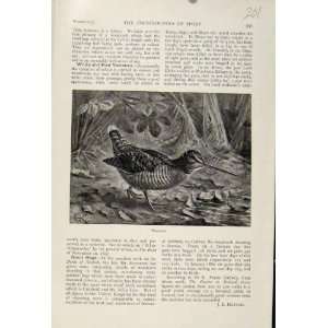  Woodcock Bird The Encyclopedia Of Sport C1898 Old Print 