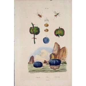  Insect Flower Minyade Miris Misocampe Old Print 1839