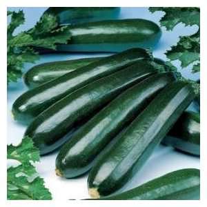    Organic Dundoo Zucchini Squash 8 Seeds Patio, Lawn & Garden