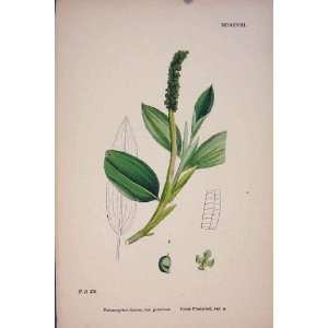  Pondweed Colour Plant Flower Weed Antique Print 18